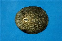 藏品(龜甲笠螺)的圖片